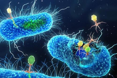 fageoma En el interior del aparato digestivo humano hay miles de millones de estos virus, conocidos como bacteriófagos (“comedores de bacterias” en griego). (msn.com)