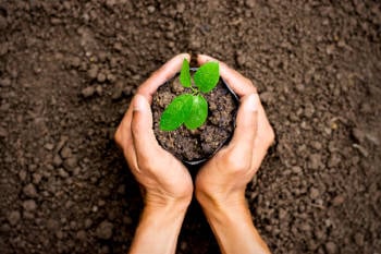 plantar arbol impacto ambiental