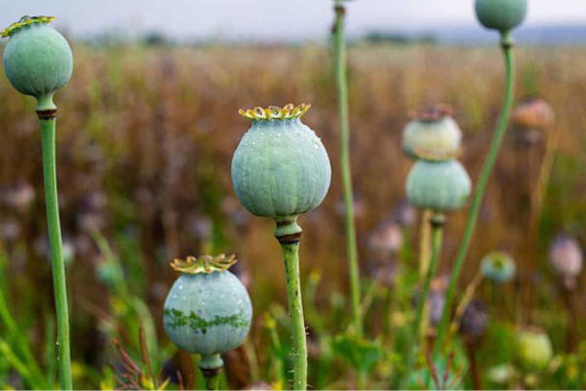 Granja de amapolas© کانوا پرو
