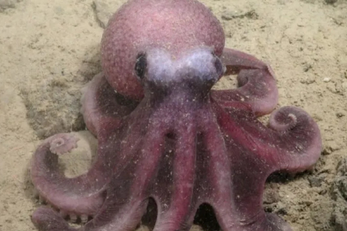 pulpo Imagen: ecoosfera.com