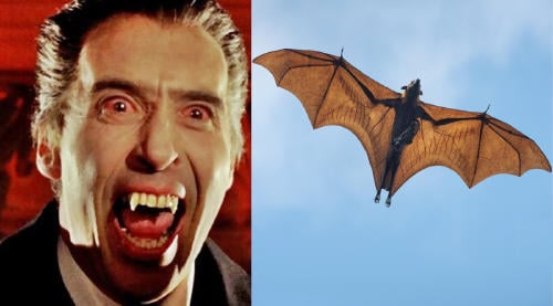 vampiros murciélagos vampiros murciélagos