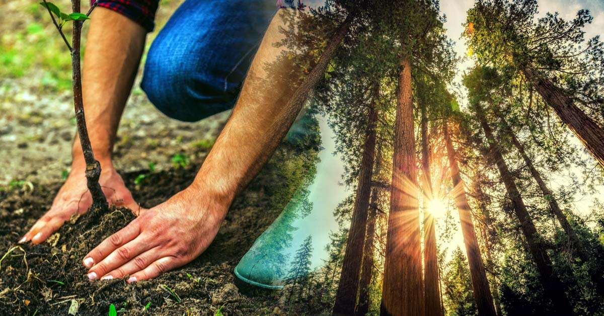 plantaran mil millones de arboles para luchar contra el cambio climatico plantaran mil millones de arboles para luchar contra el cambio climatico