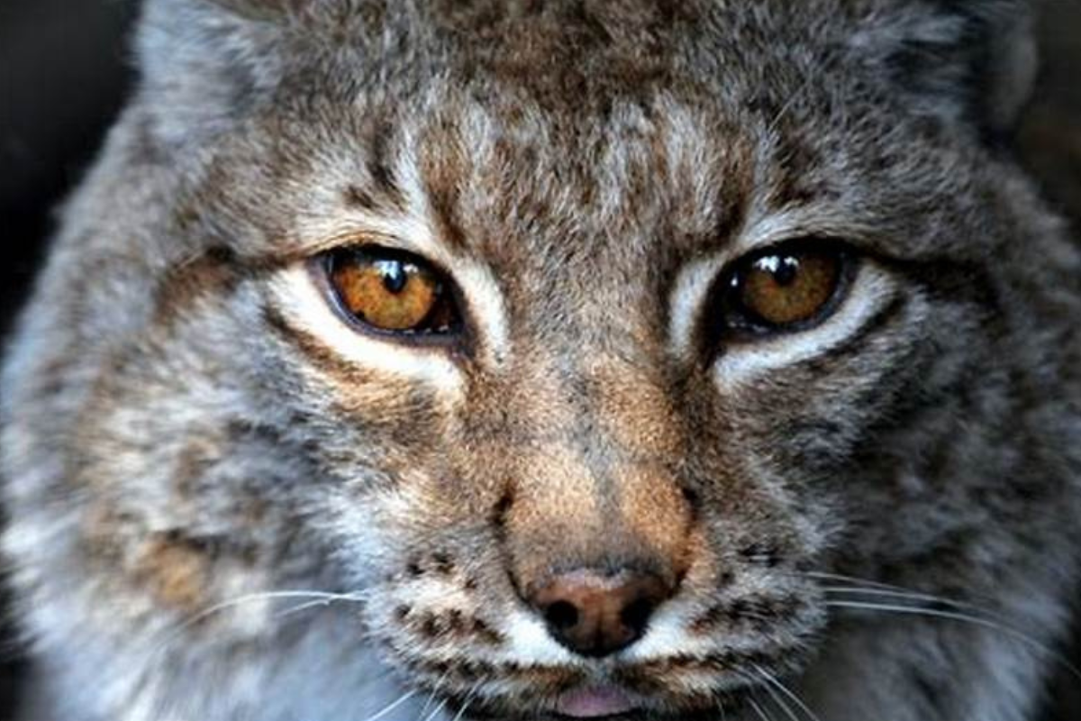 gato
