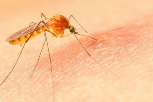 mosquito Imagen: Pinterest