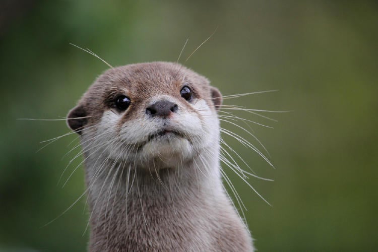 Que Son Los Animales Espirituales Y Como Saber Cual Me Corresponde Bioguia