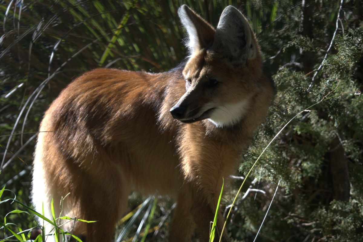 aguará guazú Kaa Iya (“Amo del Monte” en guaraní) es una aguará guazú (Chrysocyon brachyurus) joven rescatada en la provincia de Santa Fe. La aguará se escapó de una casa donde la tenían como mascota.