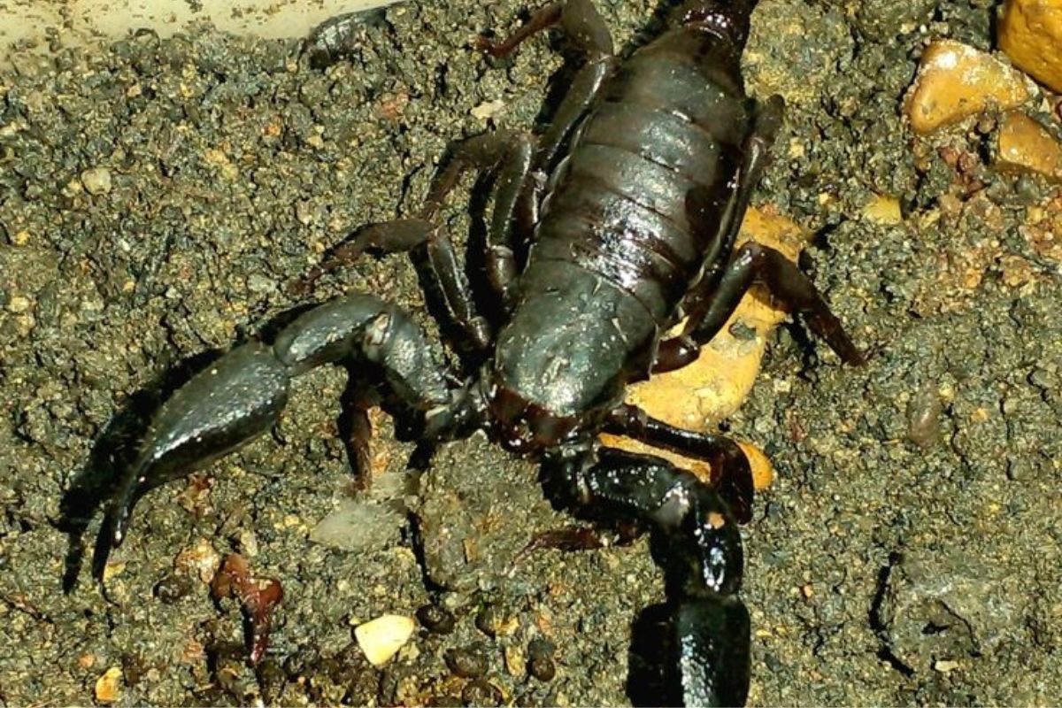 Un grupo de científicos brasileños identificó una molécula con potencial anticancerígeno en el veneno del escorpión amazónico Brotheas amazonicus. (Imagen: Pinterest)