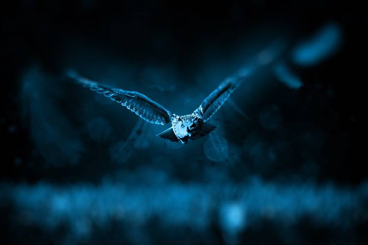 buho-noche Un búho volando en la noche