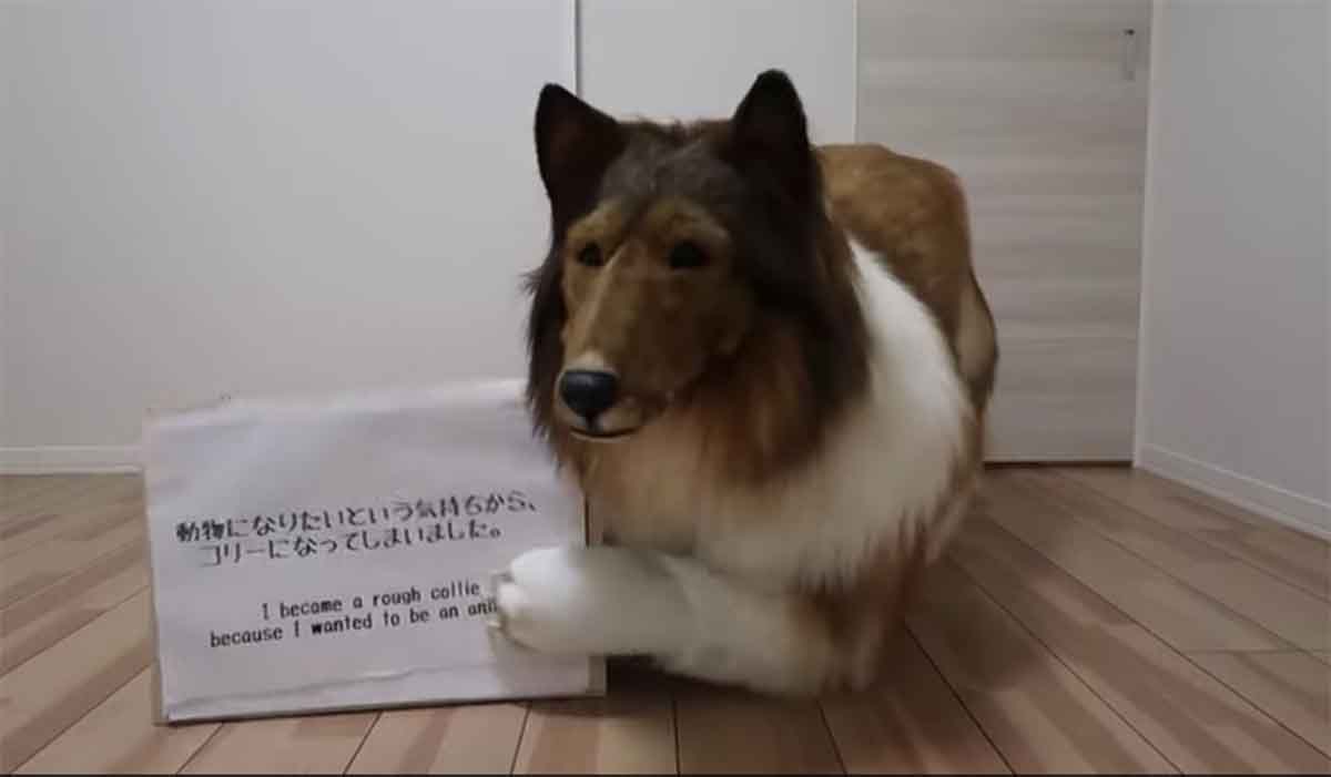 japones perro japones perro