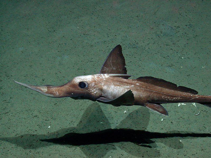 Foto 2 Rhinochimaeridae Foto 2 Rhinochimaeridae