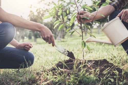 reforestacion dos personas plantan un arbol sobre la tierra