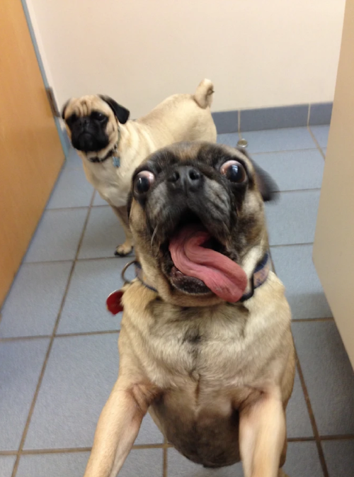 perros-pugs3 perros-pugs3