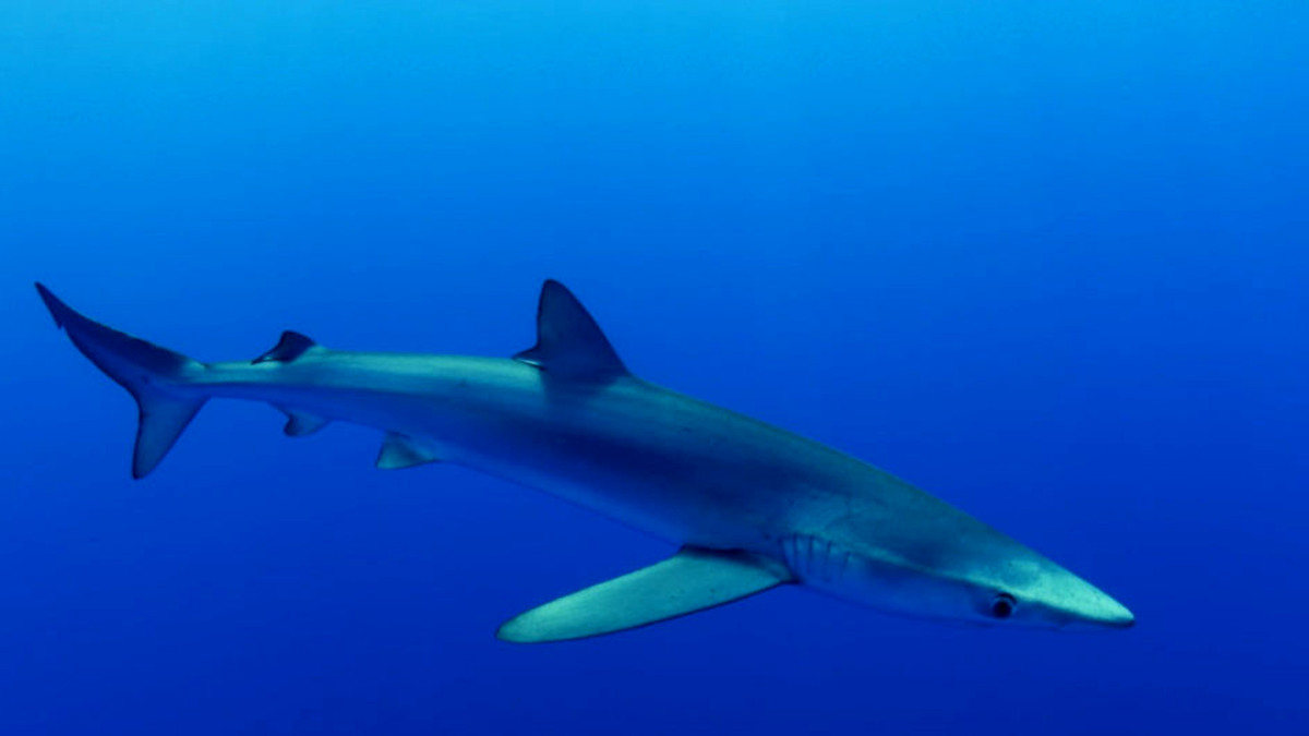 tiburon azul tiburon azul