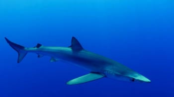 tiburon azul tiburon azul