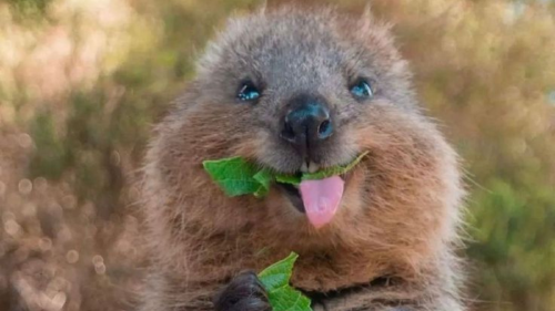 quokka El quokka juega un papel crucial en el equilibrio ecológico de su hábitat en Australia.