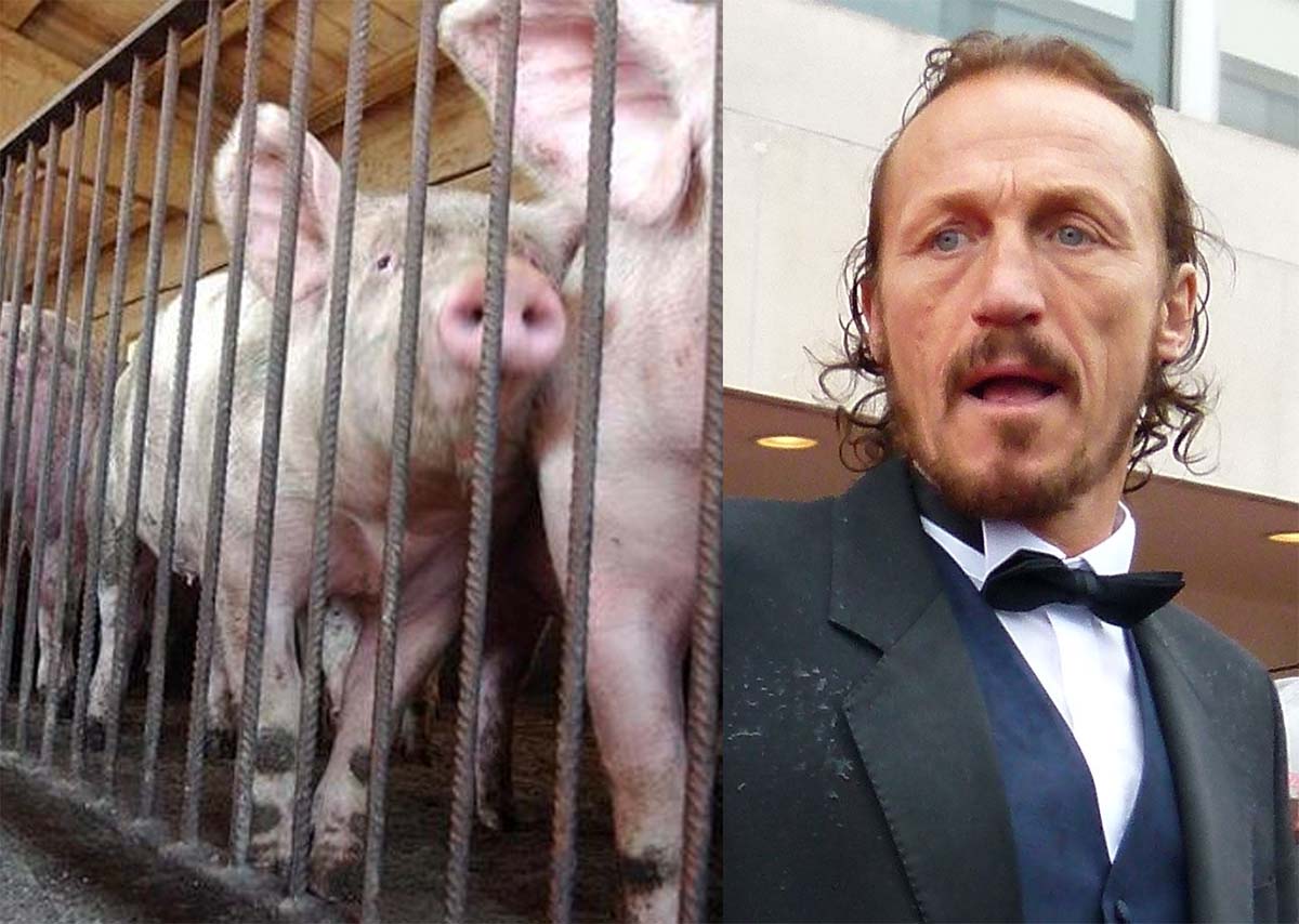 jerome flynn cerdos jerome flynn cerdos