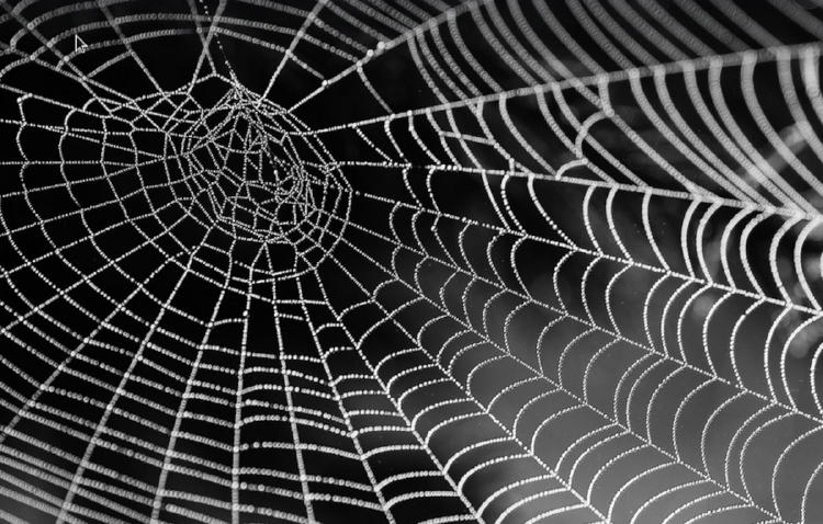 telaraña telaraña