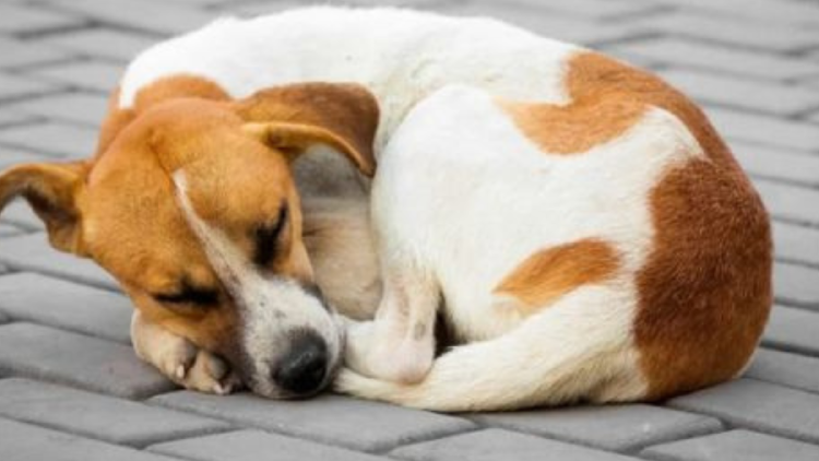 perro durmiendo Dar vueltas antes de acostarse les permite asegurarse de que no hay peligros cerca, como depredadores o insectos molestos. (Foto: Pinterest)