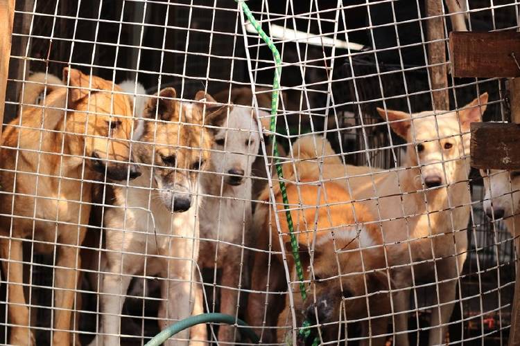 perros en jaula perros en jaula