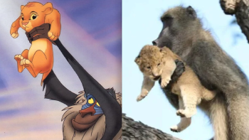 babuino leon babuino leon