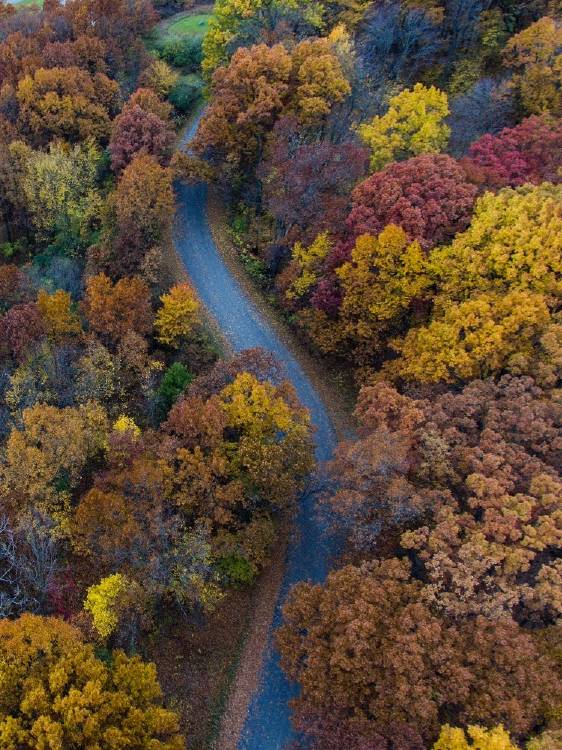 arboles bosque reforestacion Estos son los proyectos de reforestacion mas grandes