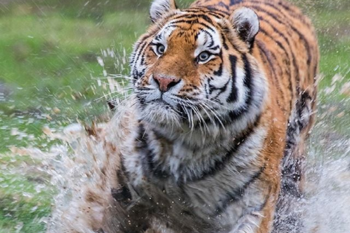 tigre de Asia Imagen: Pinterest