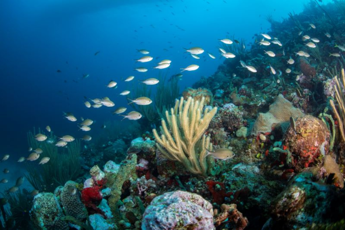 bajos del norte arrecifes bajos del norte arrecifes