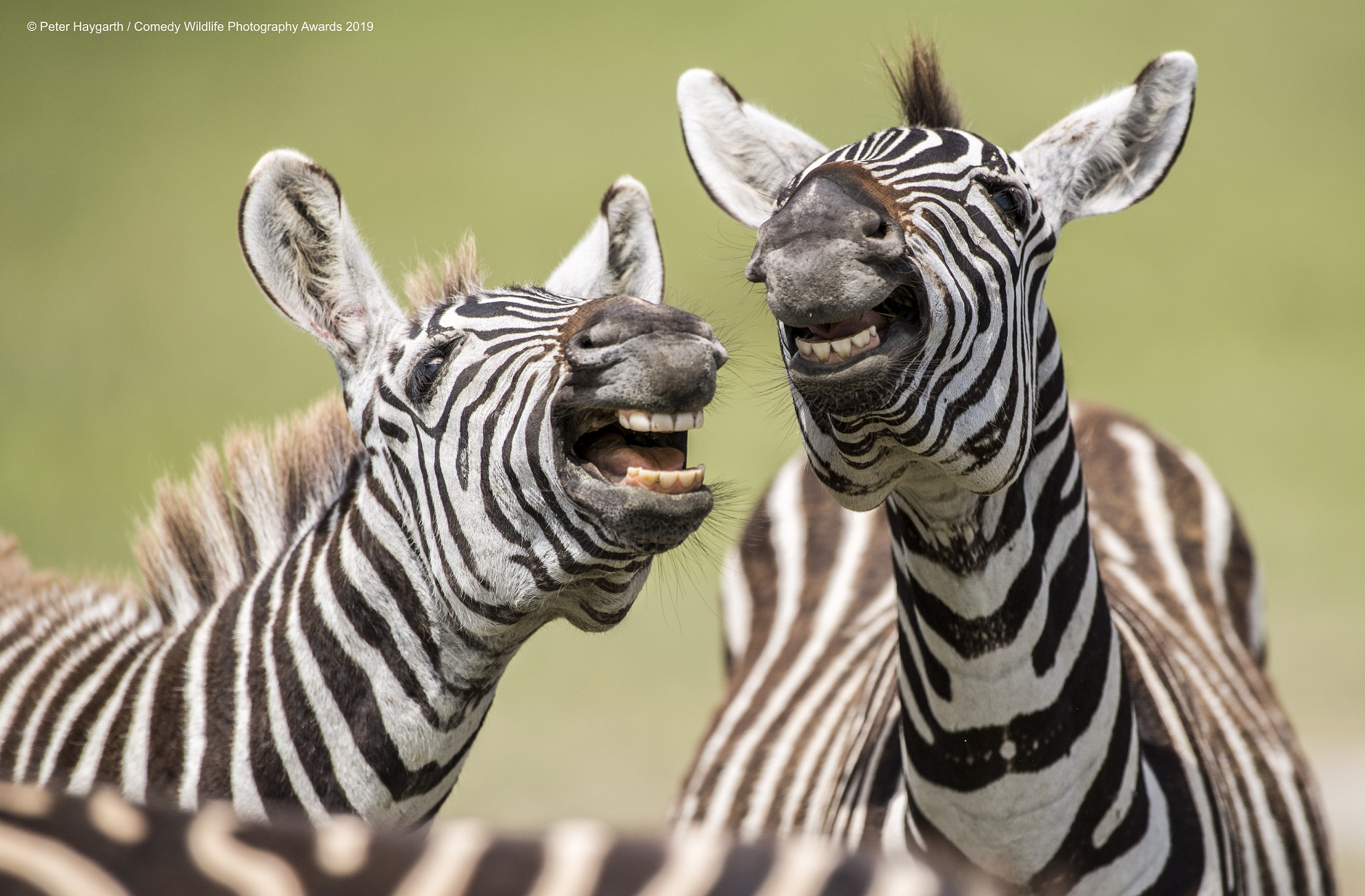 Peter Haygarth Laughing Zebra
