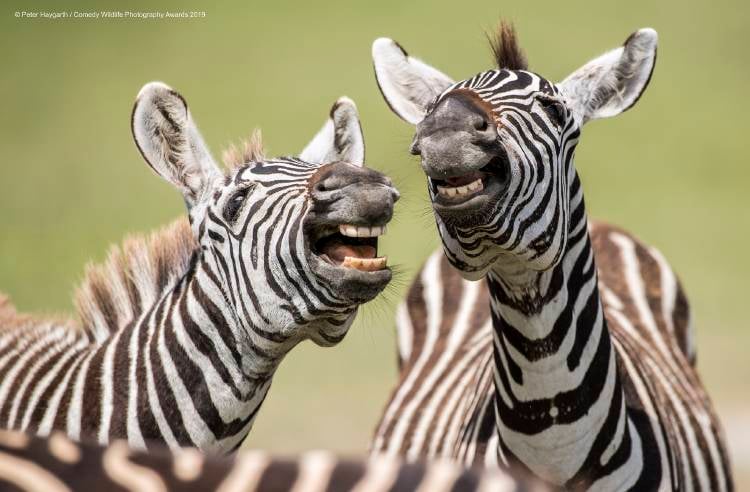 Peter Haygarth Laughing Zebra