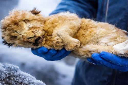 cachorro congelado Imagen: IA