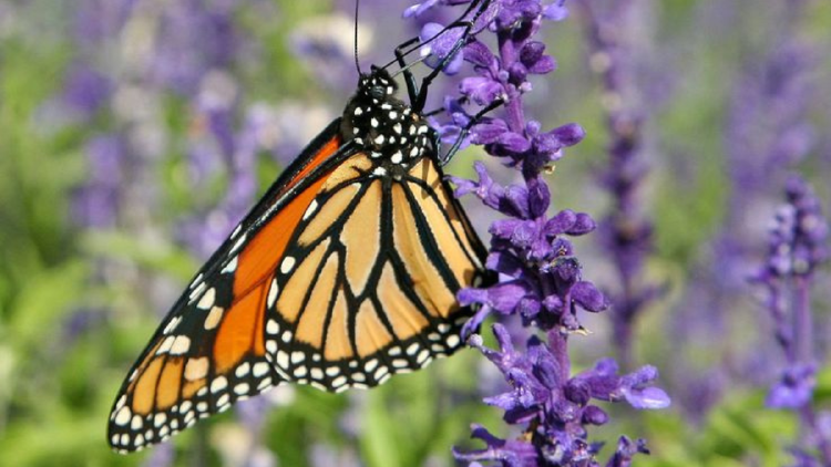 mariposa Muy resistente al clima helado, se destaca por sus tallos delgados y ramificados, y sus hojas de color verde amarillento, con forma lanceolada y bordes cerrados. (Foto: Pinterest)