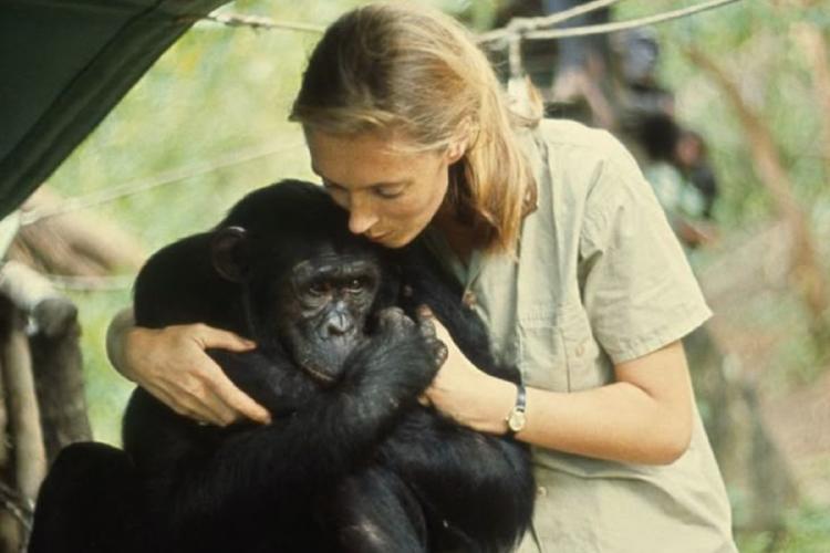Jane Goodall La reconocida primatóloga y activista ambiental Jane Goodall falleció a los 91 años en California. Su legado transformó la forma en que entendemos a los chimpancés y la conservación de la naturaleza. (Foto: Pinterest)
