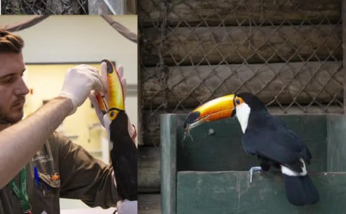 protesis tucan protesis tucan