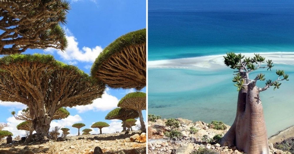 Así es Socotra, la isla de las especies perdidas | Bioguia