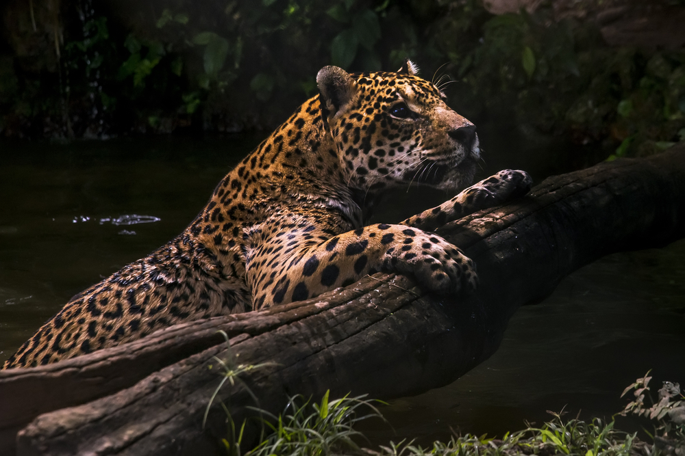 jaguar jaguar