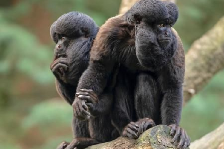 monos brasil Mientras Europa y Norteamérica perdían fauna, Sudamérica fue un refugio para los mamíferos durante una crisis climática hace 34 millones de años. (Fuente: Pinterest)