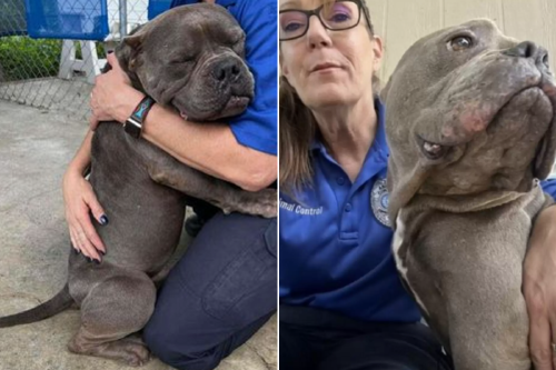 Collage portadas notas(5) Collage portadas notas(5)