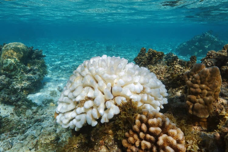 blanqueo arrecifes coral