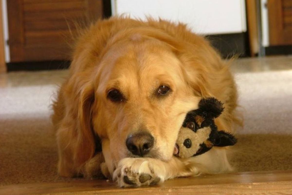 perro enfermo Imagen: Pinterest