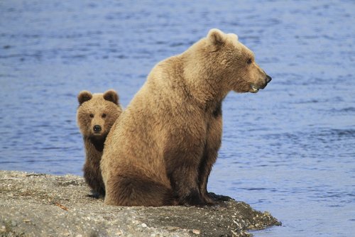 osos shutterstock_565759945 osos shutterstock_565759945