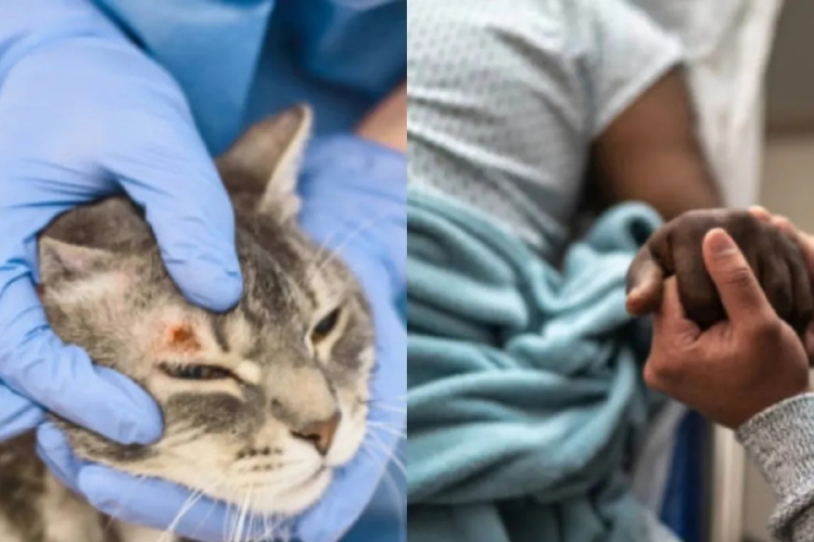 virus gato Imagen: ecoosfera