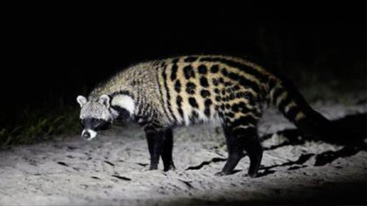 civeta Este descubrimiento evidencia la muestra más completa en el registro fósil de un gran vivérrido a nivel mundial,. (Foto: Pinterest)