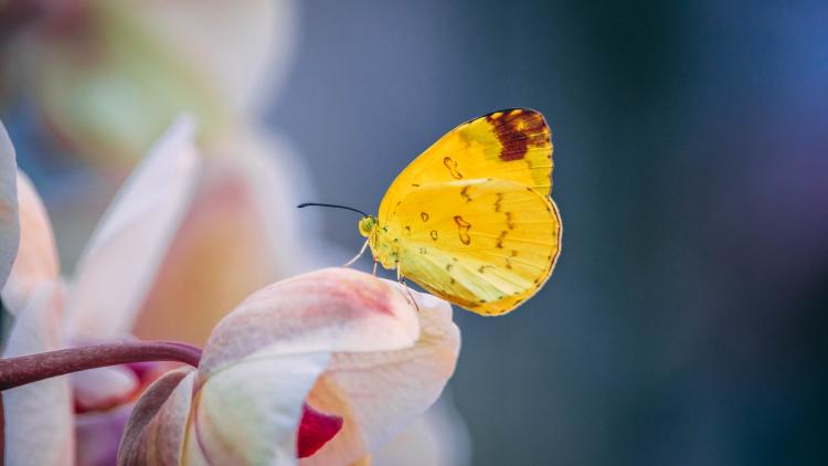  significado de cuando llega una mariposa a tu casa