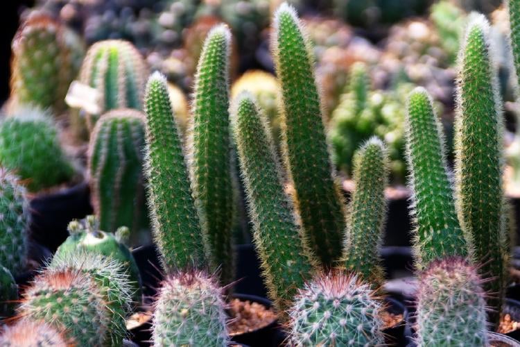 Cactáceas Cactáceas