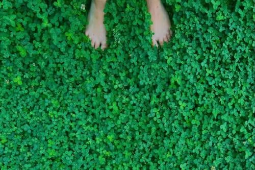 planta Imagen: Pinterest