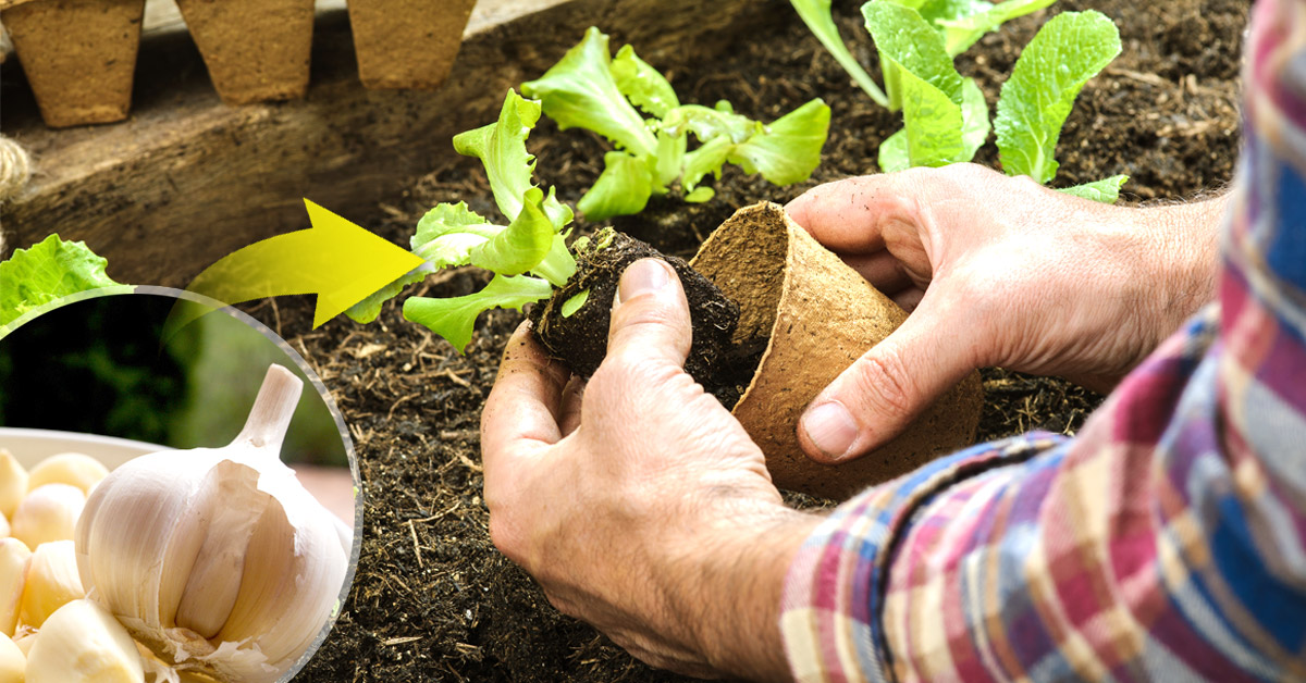 Remisión clásico Oficial 6 usos del ajo en el jardín o huerto urbano | Bioguia