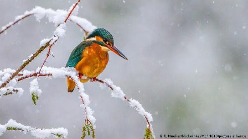 66124747_303 66124747_303