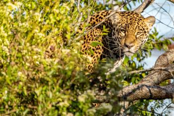 Arami en Parque Iberá 03   © Matías Rebak para Rewilding Argentina.jpg min