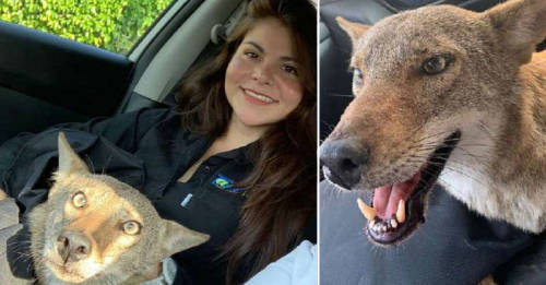 Creyó que rescataba a un perro herido en la ruta, pero en realidad era un animal salvaje