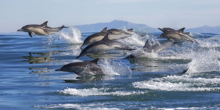 delfines